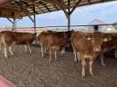 Limousin pedigrés üszők 