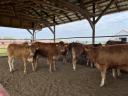 Limousin pedigrés üszők 