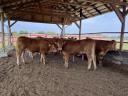 Limousin pedigrés üszők 
