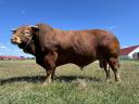 Limousin pedigrés üszők 
