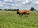 Limousin pedigrés üszők 