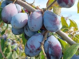 Szilva szedd magad lehetőség Nyíregyházán