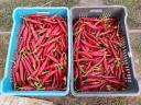 Fűszerpaprika eladó