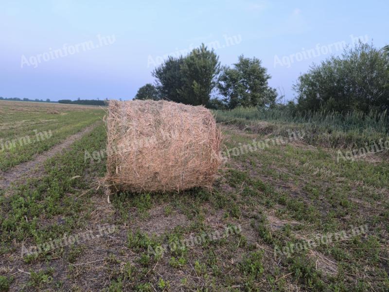 Minőségi lucernabála eladó első és harmadik kaszálásból. A körbálák mérete 120x120 cm, ideális választás takarmányozáshoz. Friss, jól tárolható takarmány lucerna gazdaságoknak, állattartóknak.