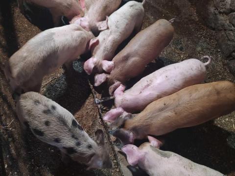 Duroc malacok 11 hetes!!! Duroc malacok 11 hetes!!!