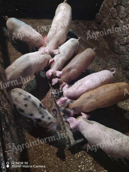 Duroc malacok 11 hetes!!!
