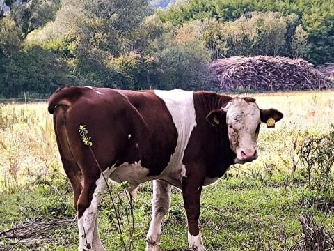 Eladó 20 db magyar tarka bikaborjú – egészséges húsmarha, kiváló genetika! Eladó 20 db magyar tarka bikaborjú – egészséges húsmarha, kiváló genetika!
