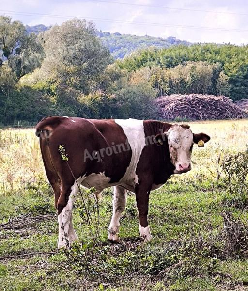 Eladó 20 db magyar tarka bikaborjú – egészséges húsmarha, kiváló genetika!