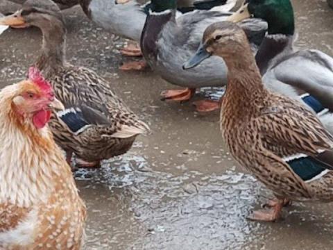 Vadkacsák és pulykák eladók Nyírbogáton Vadkacsák és pulykák eladók Nyírbogáton