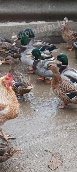 Vadkacsák és pulykák eladók Nyírbogáton