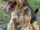 Welsh terrier fedeztetés