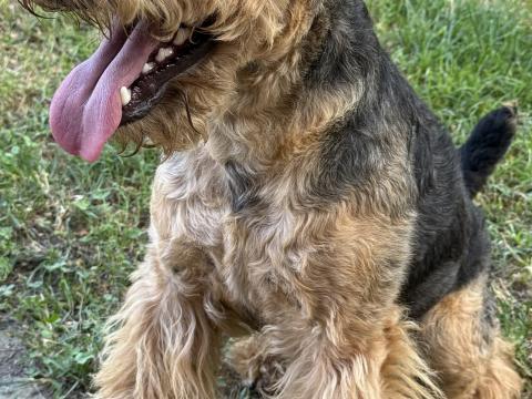 Welsh terrier fedeztetés