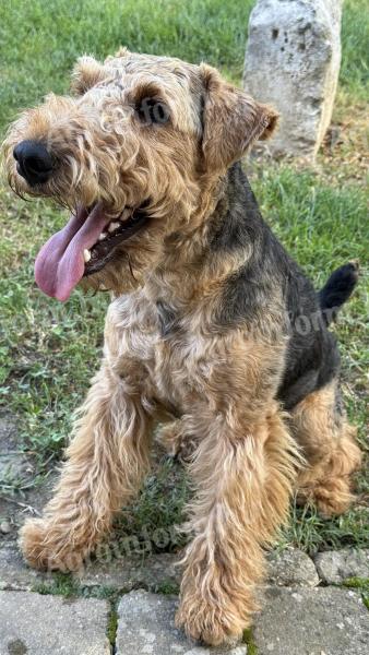 Welsh terrier fedeztetés