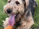 Welsh terrier fedeztetés