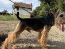 Welsh terrier fedeztetés