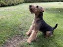 Welsh terrier fedeztetés
