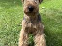 Welsh terrier fedeztetés
