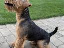 Welsh terrier fedeztetés