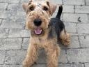 Welsh terrier fedeztetés