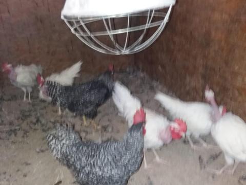 Erdélyi: Kopasznyakú Kakasok és Őshonos kendermagos Kakasok Génbankból Erdélyi: Kopasznyakú Kakasok és Őshonos kendermagos Kakasok Génbankból