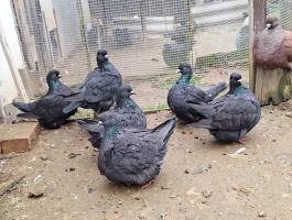 Mondain galambok eladók különböző színekben