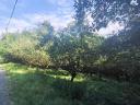 Eladó telek pincével, 10 percre a Balatontól