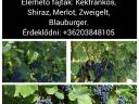 Eladó Szekszárdi borszőlő – Kékfrankos, Merlot, Zweigelt, Blauburger, Shiraz