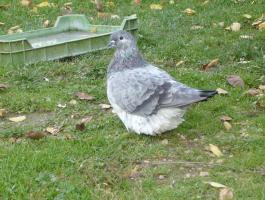 Eladó mondain galambok