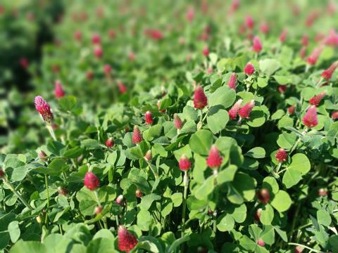 Bíborhere mag Kardinal – Őszi vetésű,  nagytömegű takarmánynövény Bíborhere mag Kardinal – Őszi vetésű,  nagytömegű takarmánynövény