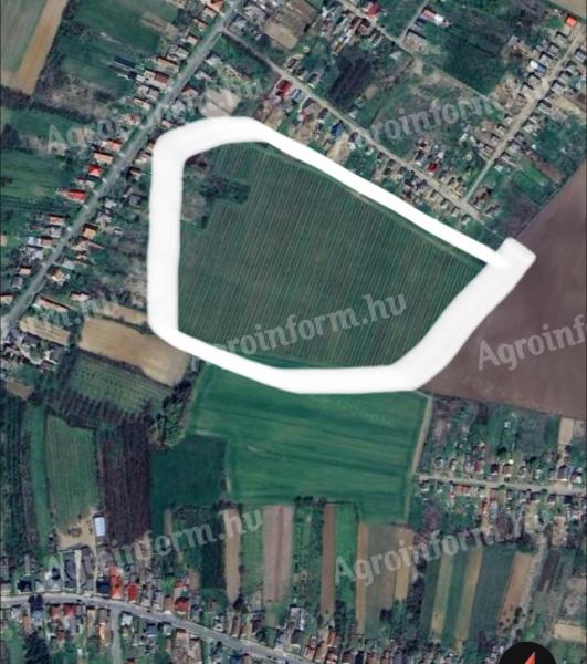 M9 almaültetvény eladó vagy kiadó Nyírmadán