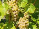 Furmint-hárs borszőlő eladó Szerencsen, Borsod megyében