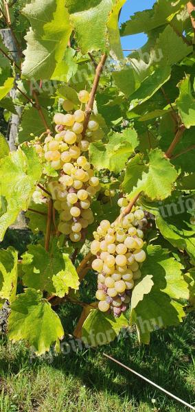 Furmint-hárs borszőlő eladó Szerencsen, Borsod megyében