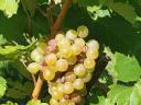 Furmint-hárs borszőlő eladó Szerencsen, Borsod megyében