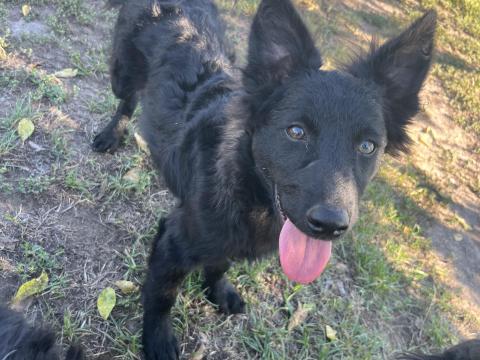 Kan mudi kutyák Kan mudi kutyák