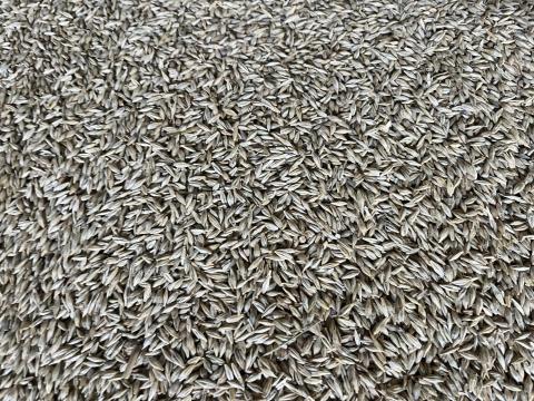 Őszi árpa eladó, 62 hl súly, 50 tonna Őszi árpa eladó, 62 hl súly, 50 tonna