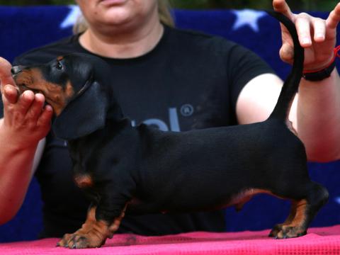 Törzskönyves fekete cser tacskó kölykök eladók Törzskönyves fekete cser tacskó kölykök eladók