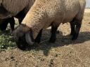 Angol suffolk kos bárány eladó