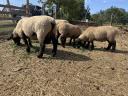 Angol suffolk kos bárány eladó
