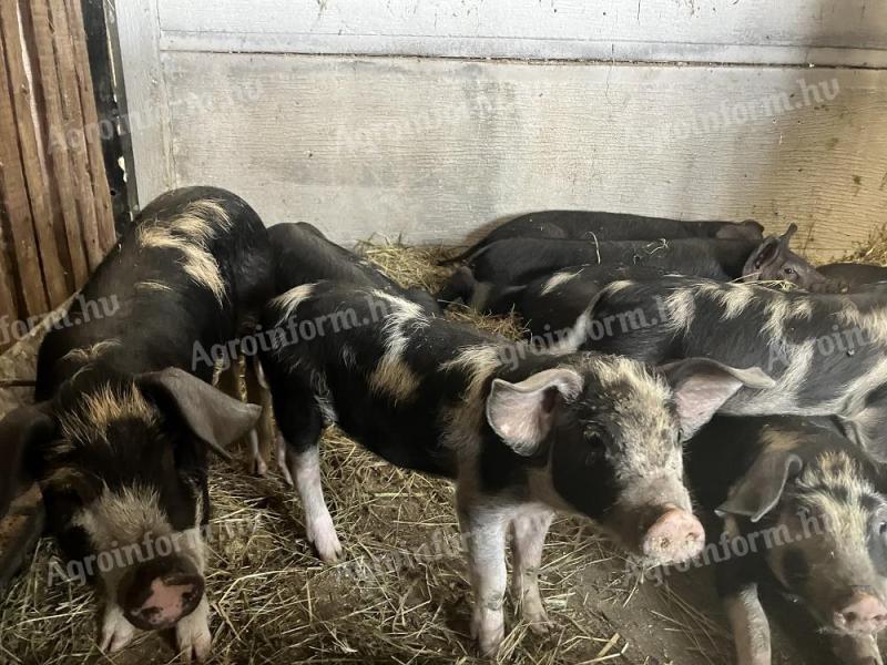 Korvald és berkshire malacok eladók