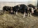 Korvald és Berkshire malacok eladók