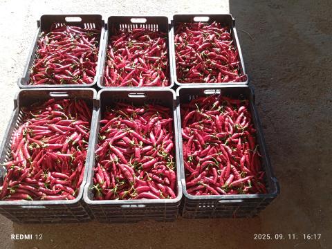 Fűszerpaprika eladó Fűszerpaprika eladó