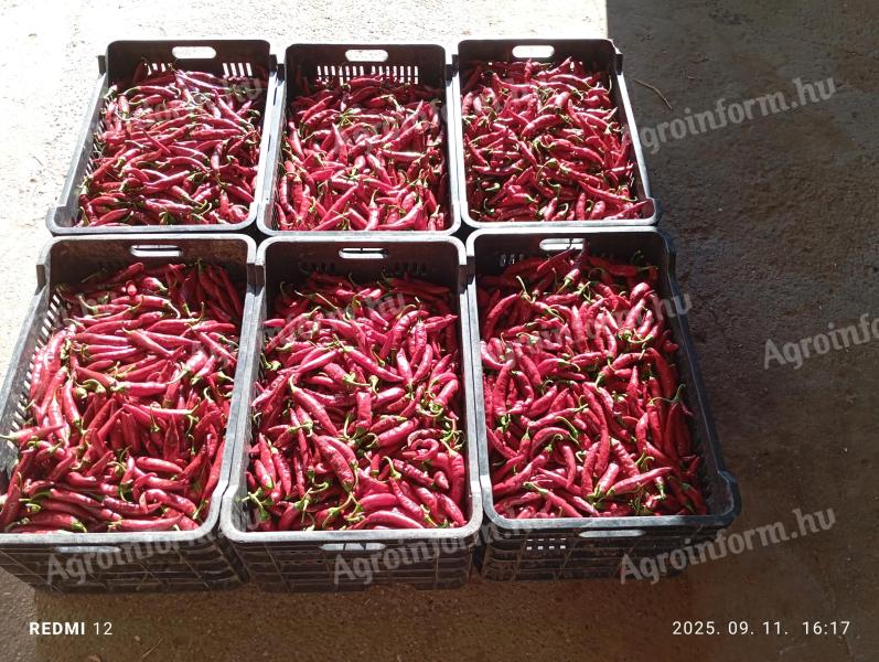 Fűszerpaprika eladó
