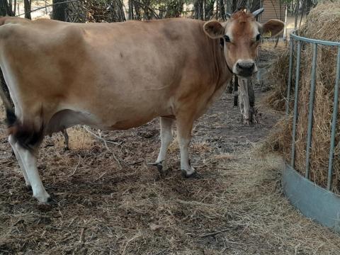 Jersey tejhasznú tehén Jersey tejhasznú tehén