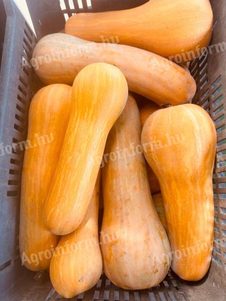 Sütőtök