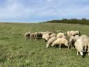 Merinó jellegű vegyes korcsoportú állomány eladó