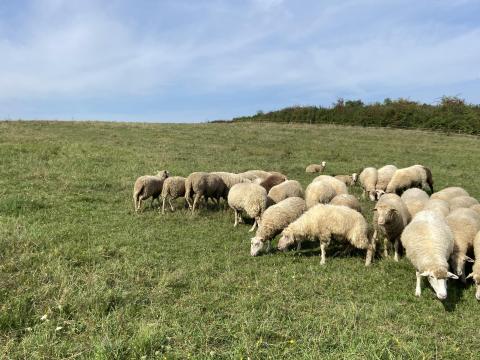 Merinó jellegű vegyes korcsoportú állomány eladó Merinó jellegű vegyes korcsoportú állomány eladó