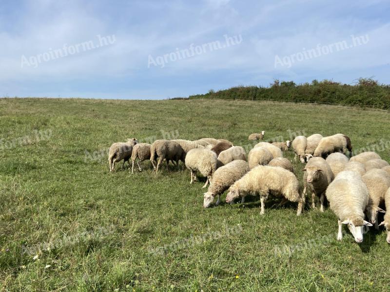 Merinó jellegű vegyes korcsoportú állomány eladó