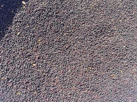 Repce eladó Debrecen környékén big bag zsákokban