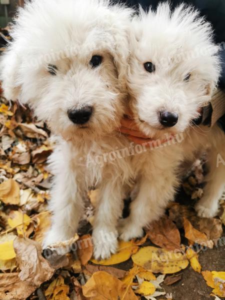 Komondor jellegű kölyökkutyák gazdit keresnek