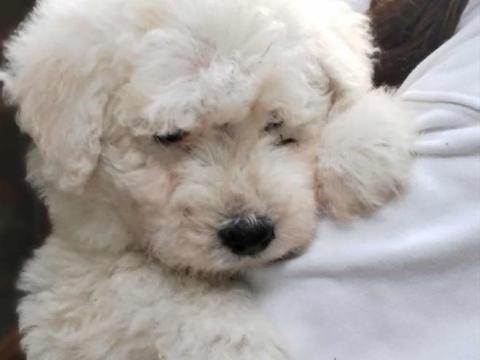 Komondor jellegű kölyökkutyák gazdit keresnek Gödöllőn Komondor jellegű kölyökkutyák gazdit keresnek Gödöllőn